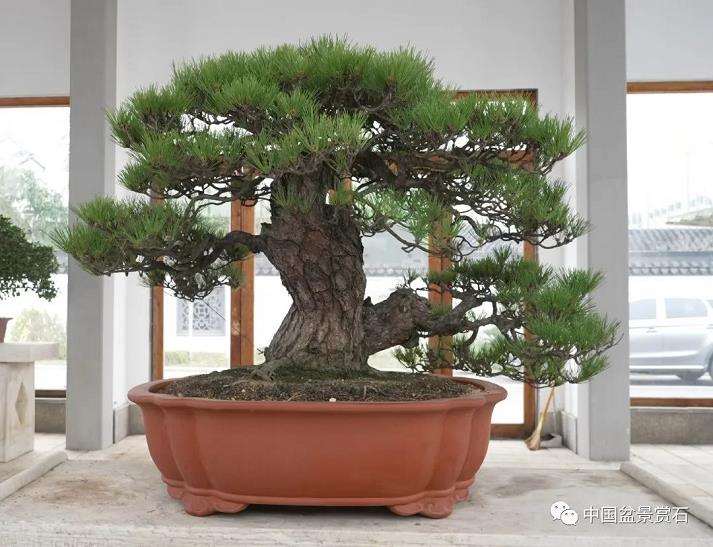 龙飙怎么改作黑松盆景