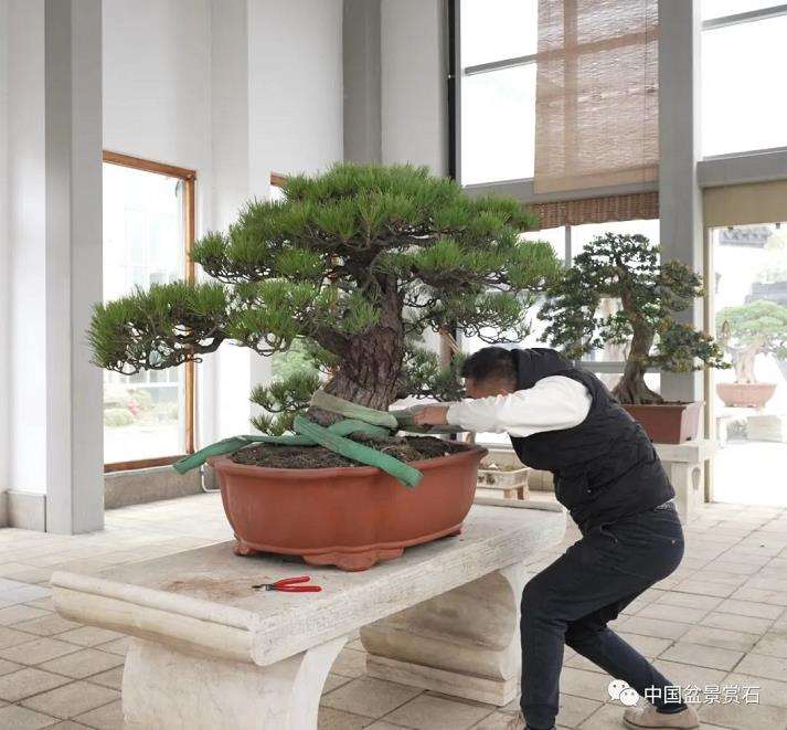 龙飙怎么改作黑松盆景