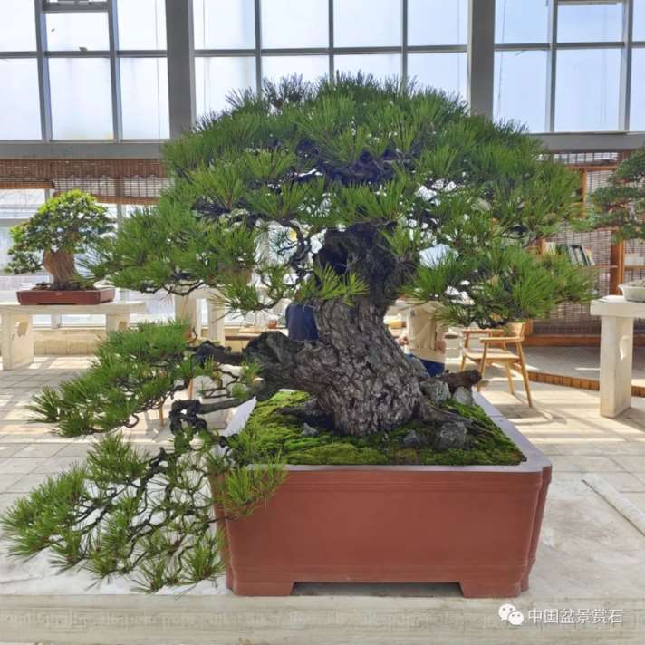 龙飙怎么改作黑松盆景