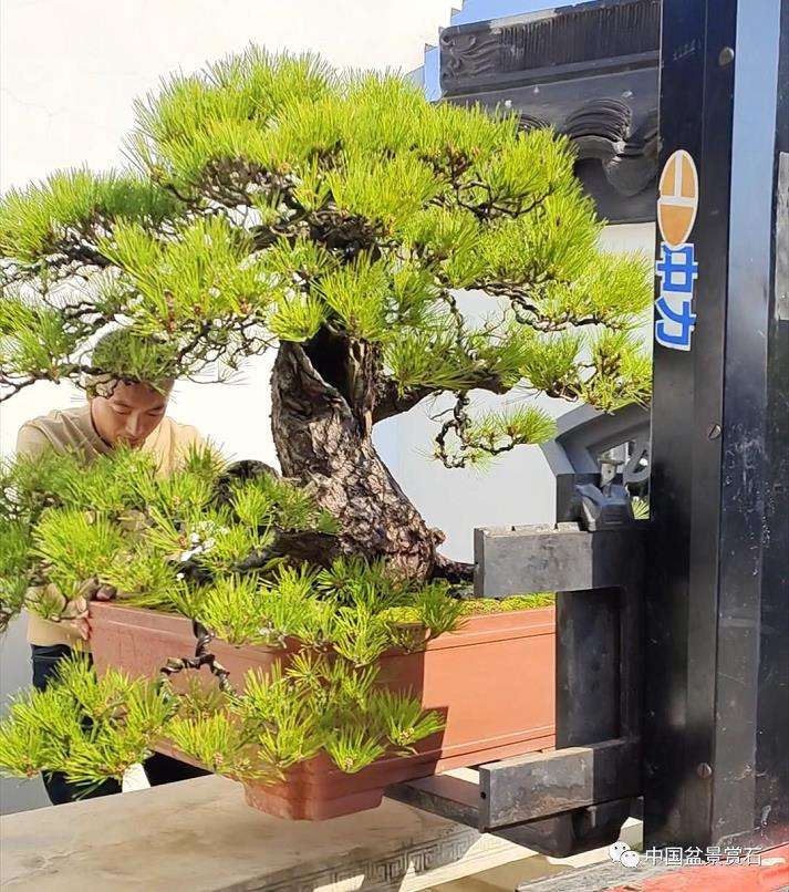 龙飙怎么改作黑松盆景