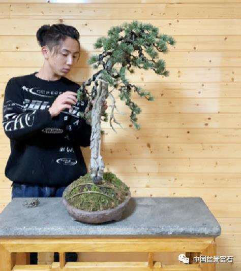 龙龙怎么制作文人树盆景
