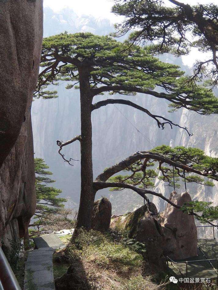 胡昌彦讲盆景徒长怎么处理