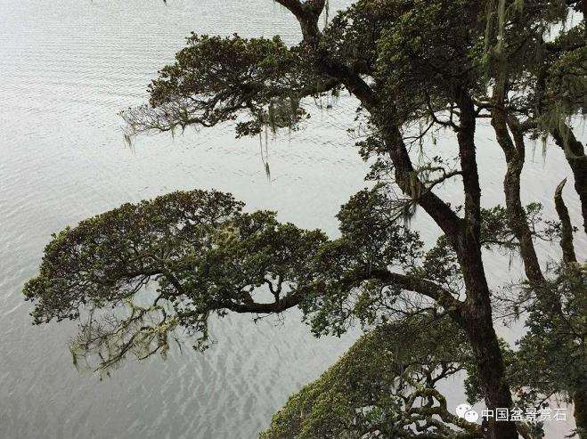 胡昌彦讲盆景徒长怎么处理