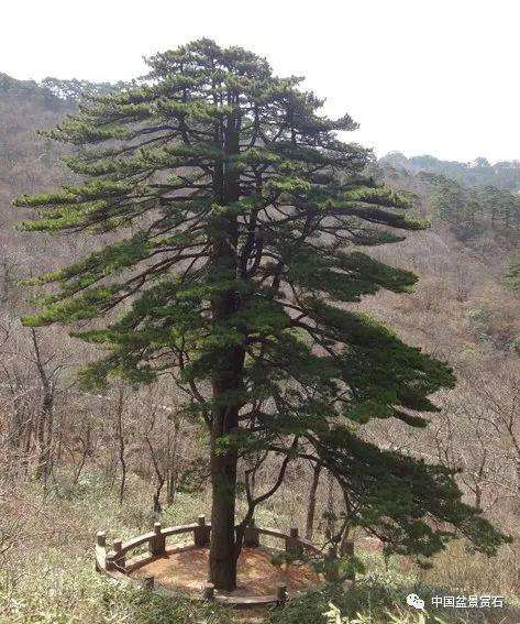 胡昌彦讲盆景徒长怎么处理