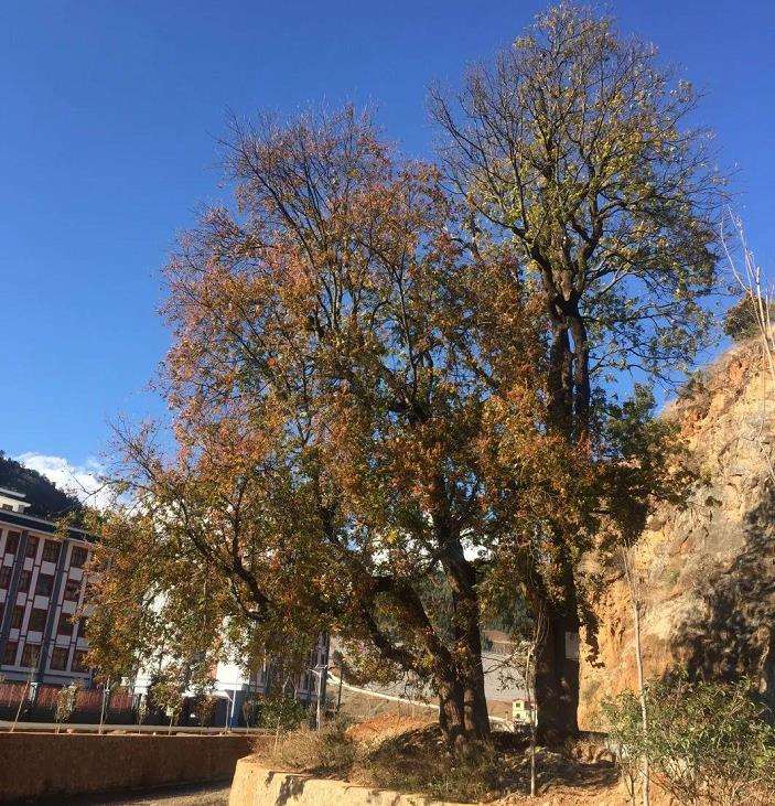 胡昌彦讲盆景徒长怎么处理