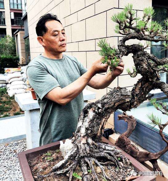 胡昌彦讲盆景徒长怎么处理