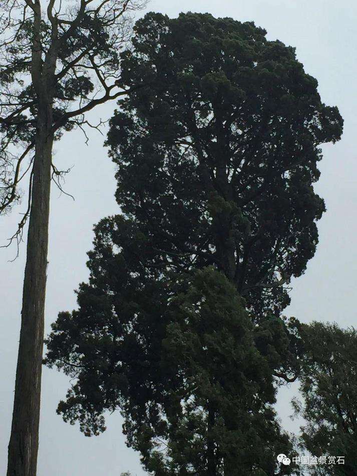 胡昌彦讲盆景徒长怎么处理