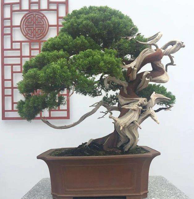 胡昌彦讲盆景徒长怎么处理