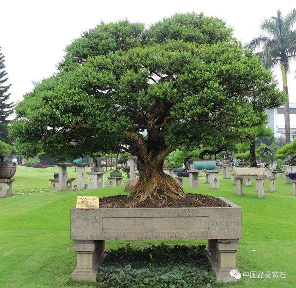 胡昌彦讲盆景徒长怎么处理