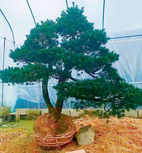 任天明怎么制作五针松盆景