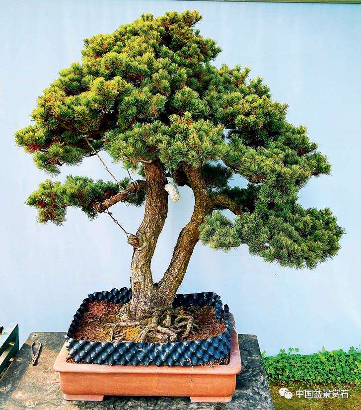 任天明怎么制作五针松盆景