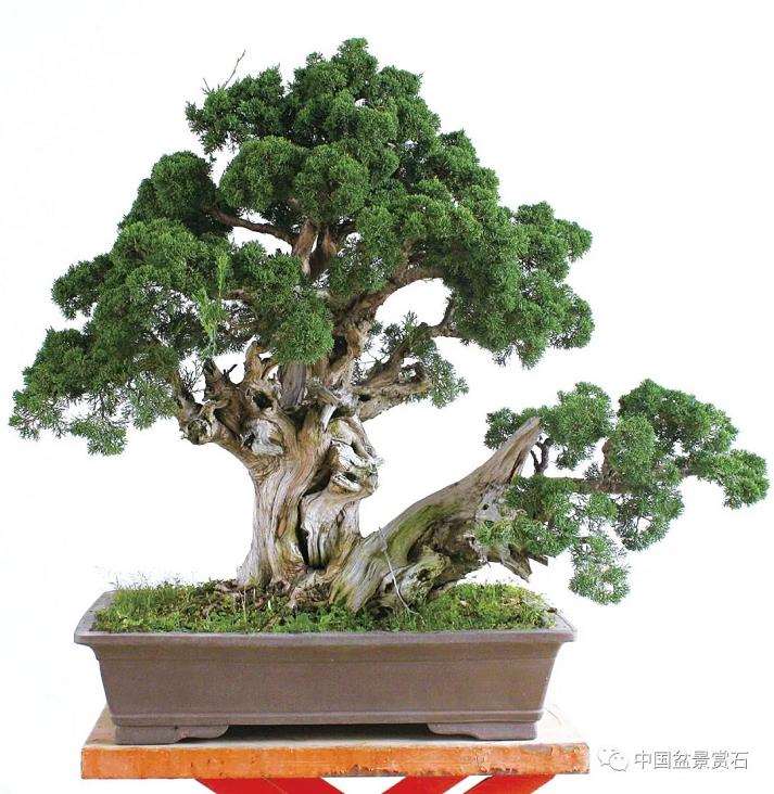 双干真柏盆景怎么制作舍利线