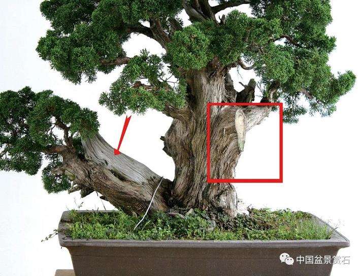 双干真柏盆景怎么制作舍利线
