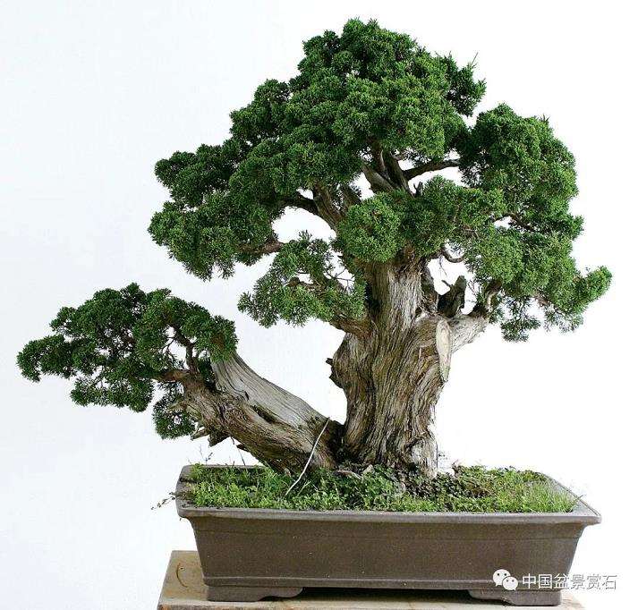 双干真柏盆景怎么制作舍利线