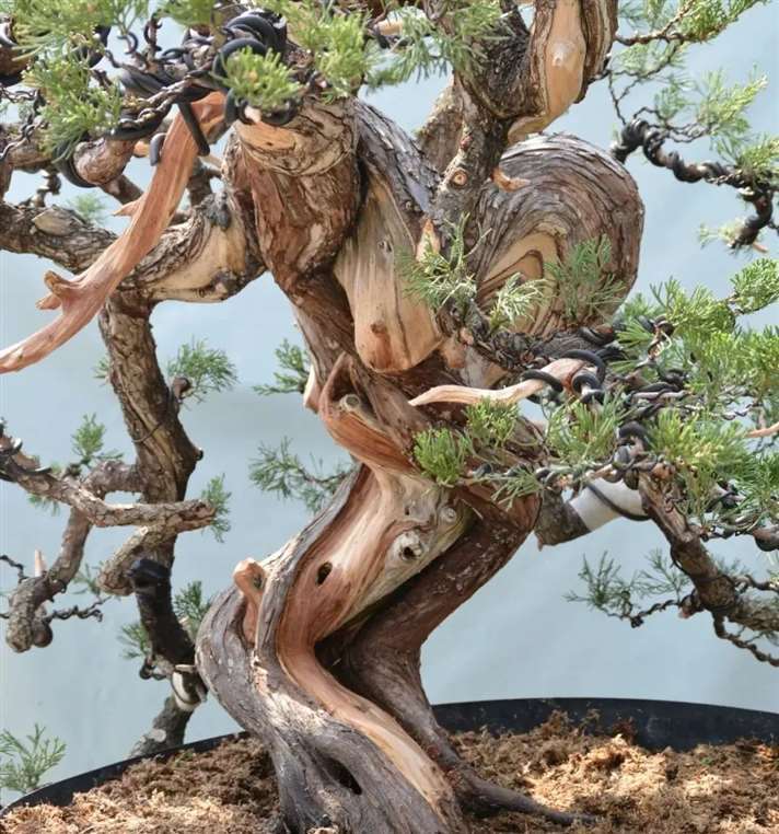 曾文安怎么制作台湾柏树盆景
