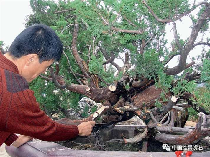 张文景怎么创作真柏盆景