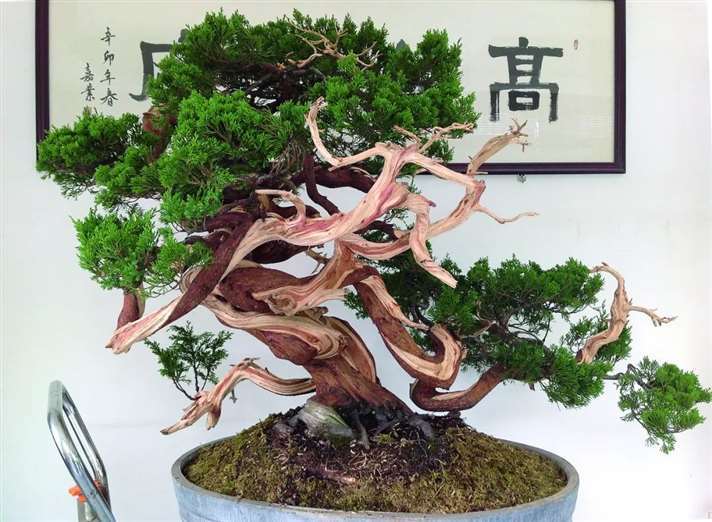 关山用3个月制作真柏盆景