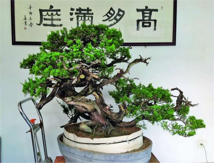 关山用3个月制作真柏盆景