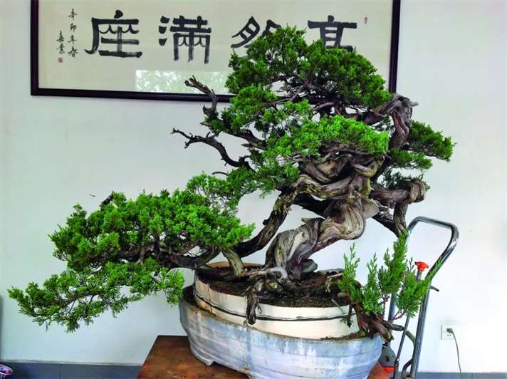 关山用3个月制作真柏盆景