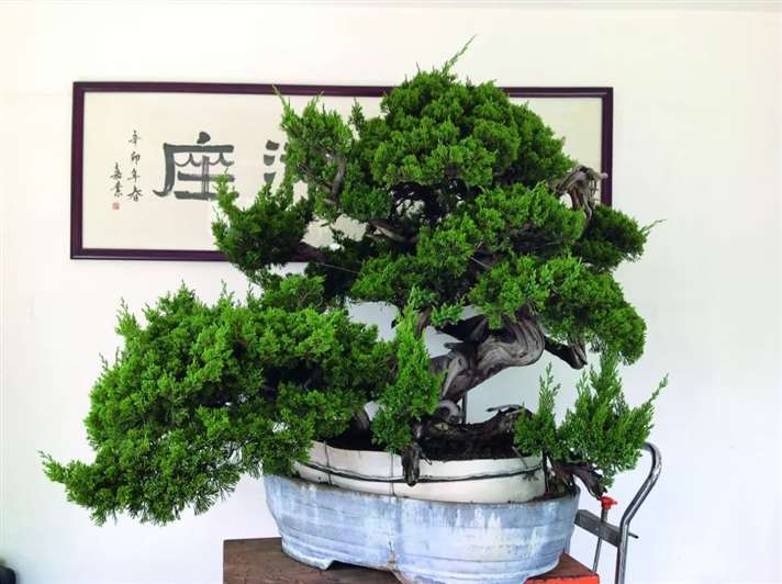 关山用3个月制作真柏盆景