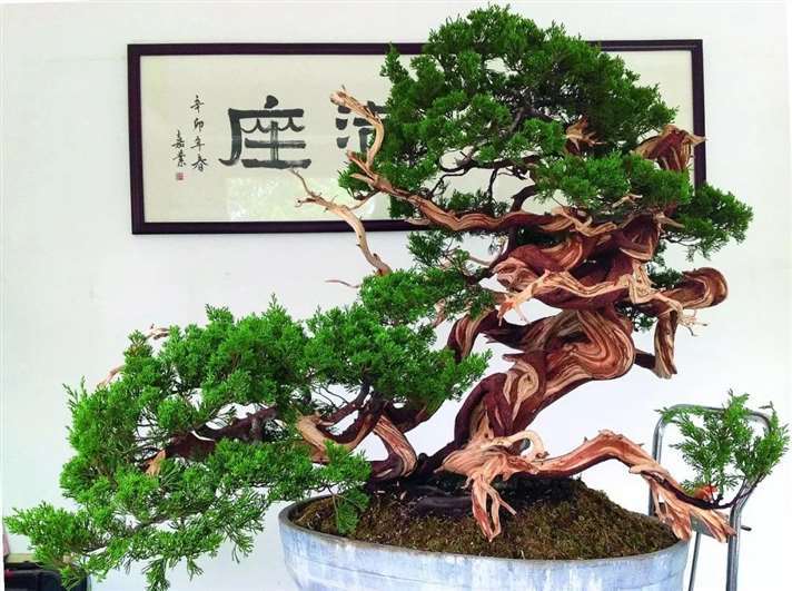 关山用3个月制作真柏盆景