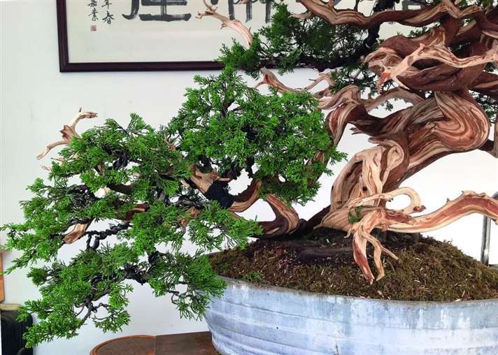 关山用3个月制作真柏盆景