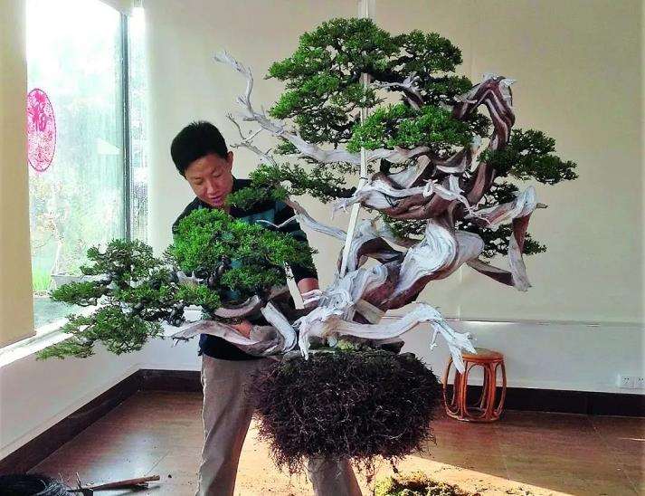 关山用3个月制作真柏盆景