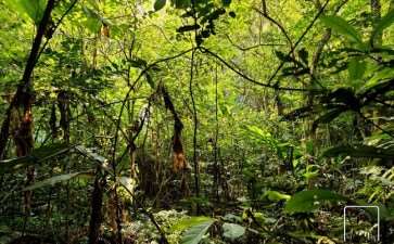 城市雨林 声音 行走 聆听的身体策略