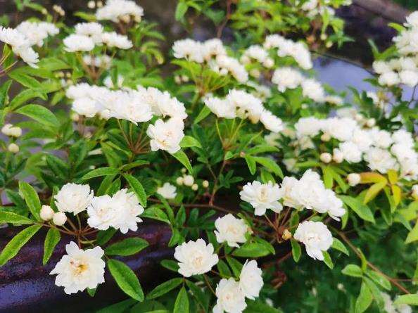 中国木香花核心适生分布格局与面积