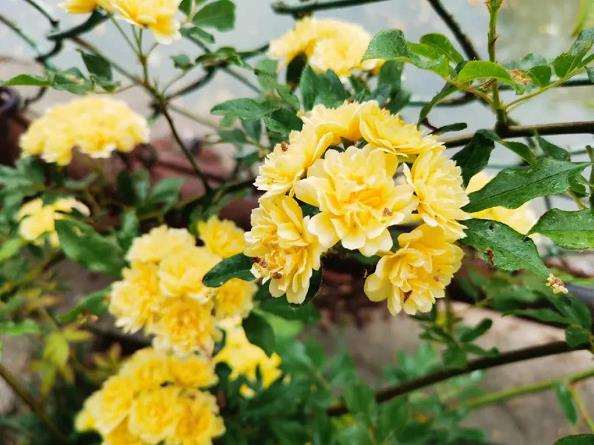 木香花分布与园林绿地建设实际应用的关系