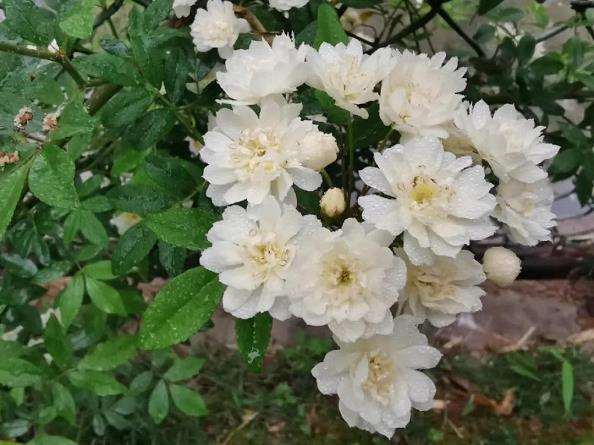 木香花在中国实际分布情况与可能原因