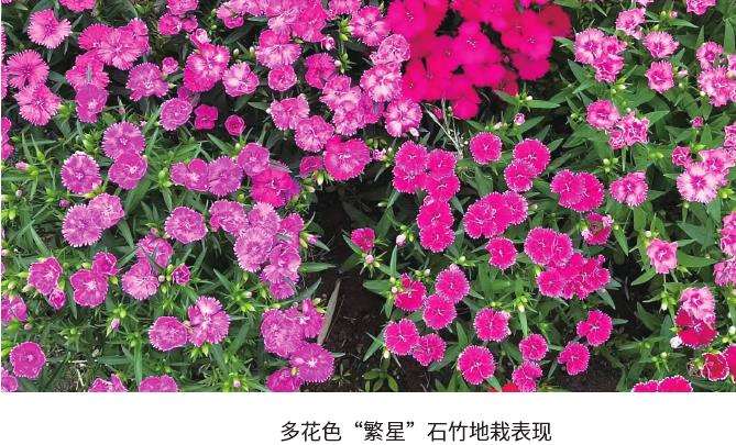 繁星石竹怎么养护管理的3个方法