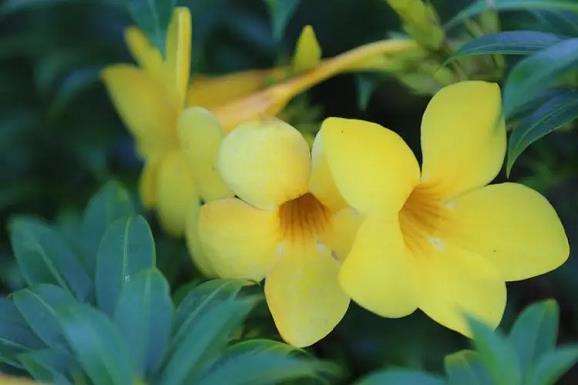 云南花卉种植面积与上年基本持平