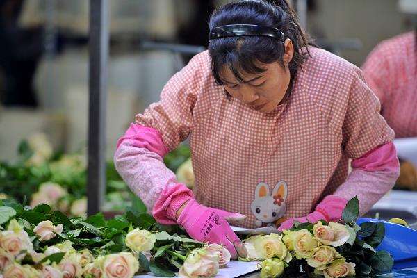云南花卉种植面积与上年基本持平