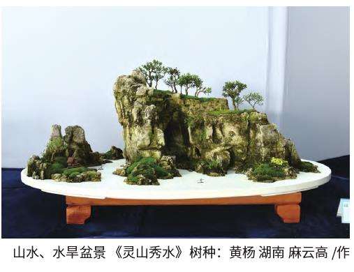 全国精品盆景展在江苏如皋举行