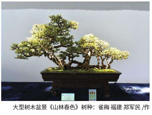 全国精品盆景展在江苏如皋举行