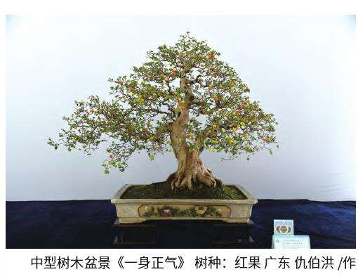 全国精品盆景展在江苏如皋举行