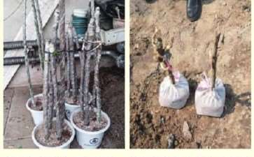 大干扦插快速培育树状月季砧木