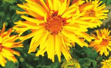 舞龙为菊科赛菊芋属多年生草本花卉