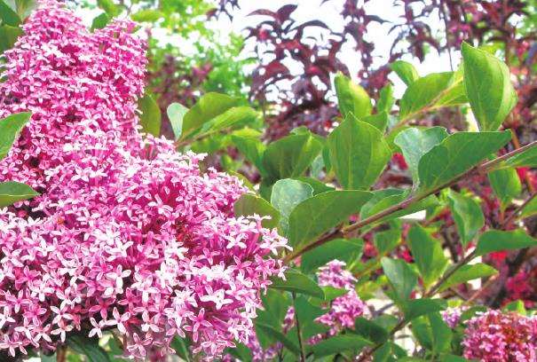 蓝丁香怎么繁殖的4个技术