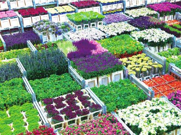 荷兰荷花拍卖市场发布2022年度报告