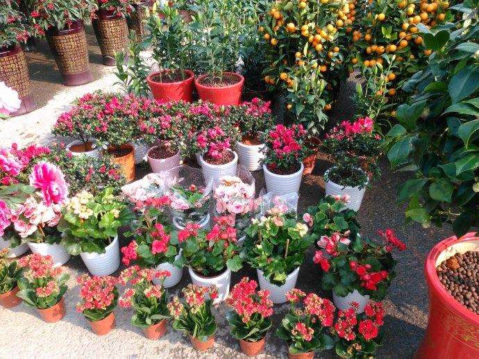 家庭花卉园艺赛道值得深耕细作