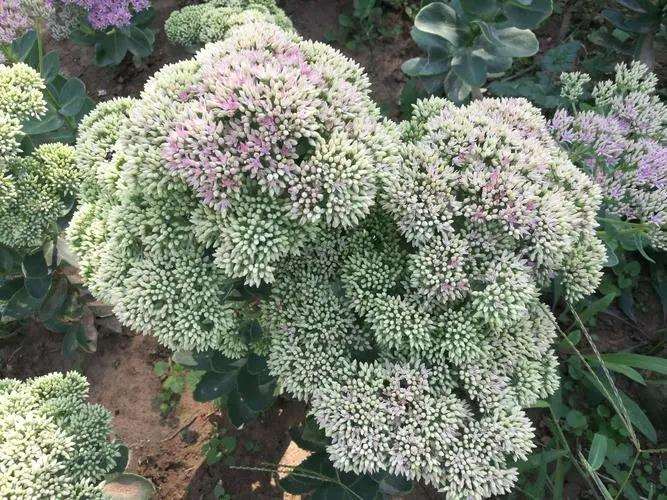 八宝景天怎么扦插繁殖