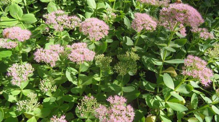 济宁地区八宝景天怎么土壤浇水