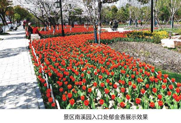 郁金香主题花展难点和存