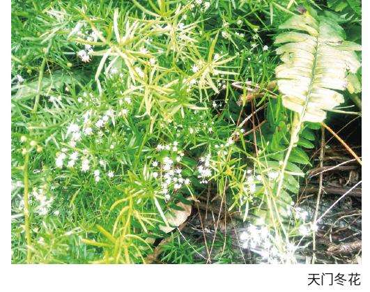 天门冬怎么上盆管理