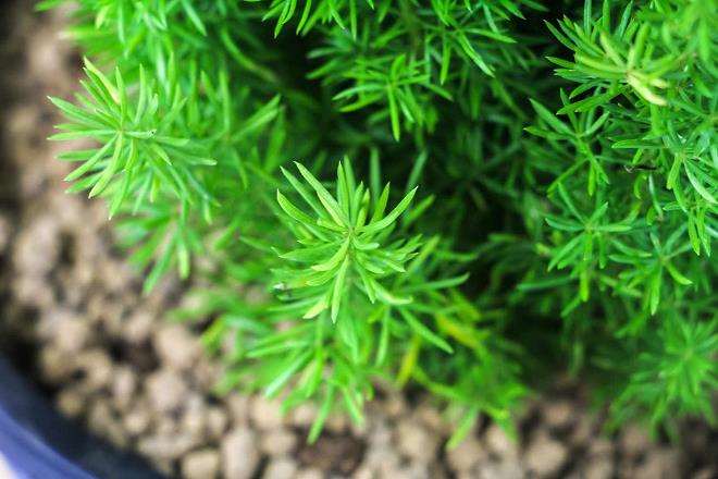 天门冬怎么繁殖的5个方法