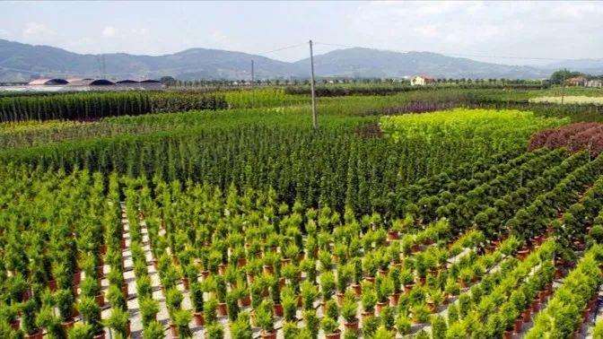 苗木产业发展现状