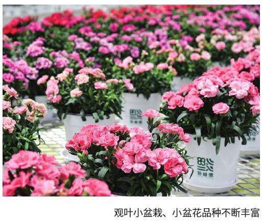 盆花产销趋势和3个方向