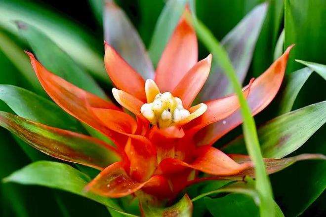 2022年全年产量2000万盆凤梨花